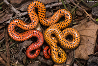 Ring-necked Snake