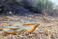 Coral-bellied Ring-necked Snake