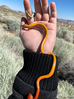 Coral-bellied Ring-necked Snake