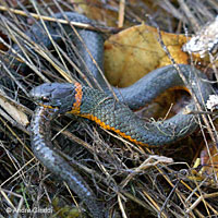 Monterey Ring-necked Snake