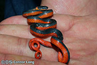 Coral-bellied Ring-necked Snake