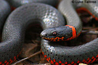 Pacific Ring-necked Snake