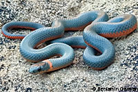 Monterey Ring-necked Snake