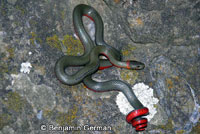 Monterey Ring-necked Snake