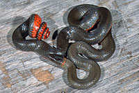 Monterey Ring-necked Snake