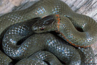 Monterey Ring-necked Snake