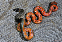 Monterey Ring-necked Snake