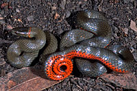 Monterey Ring-necked Snake