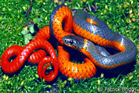 Monterey Ring-necked Snake