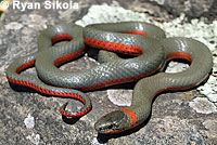 Monterey Ring-necked Snake