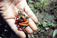 Monterey Ring-necked Snake