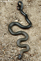 Monterey Ring-necked Snake