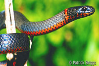 Monterey Ring-necked Snake