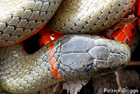 Monterey Ring-necked Snake