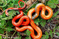 Monterey Ring-necked Snake