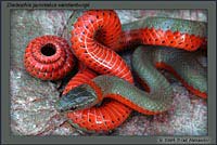 Monterey Ring-necked Snake