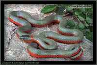 Monterey Ring-necked Snake