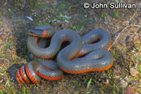 Monterey Ring-necked Snake