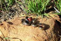 Monterey Ring-necked Snake