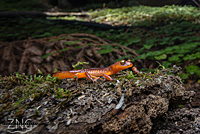 Yellow-eyed Ensatina