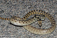 Great Basin Gopher Snake