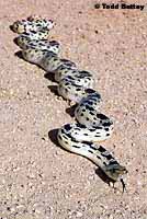 Great Basin Gopher Snake