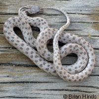 Northern Desert Nightsnake