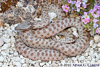 Northern Desert Nightsnake