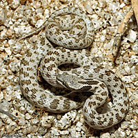 Northern Desert Nightsnake