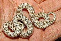 Northern Desert Nightsnake