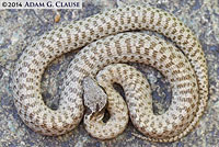 Northern Desert Nightsnake