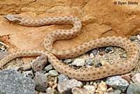 Northern Desert Nightsnake