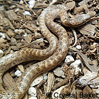 Northern Desert Nightsnake