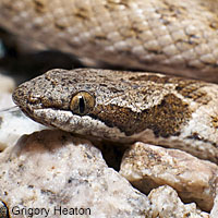 Northern Desert Nightsnake