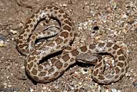 Northern Desert Nightsnake