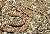 Northern Desert Nightsnake