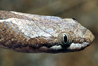 Northern Desert Nightsnake