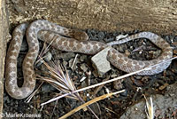 San Diego Nightsnake