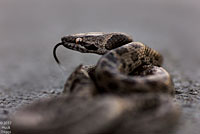 San Diego Nightsnake