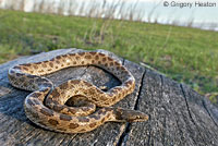 San Diego Nightsnake