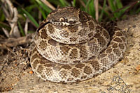 San Diego Nightsnake