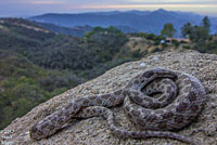 San Diego Nightsnake