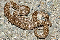 California Nightsnake