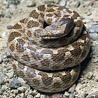 California Nightsnake