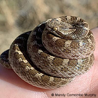 California Nightsnake