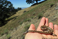 California Nightsnake