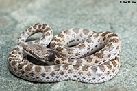 California Nightsnake