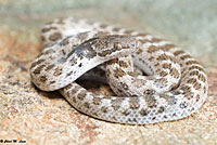 California Nightsnake