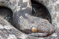 California Nightsnake