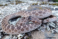 Alameda Striped Racer